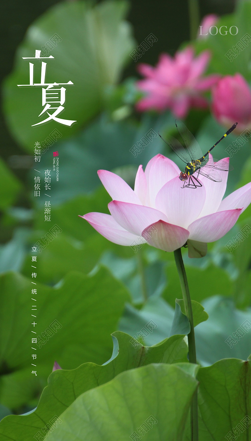 绿色艺术立夏荷花海报二十四节气24节气立夏ui手机海报