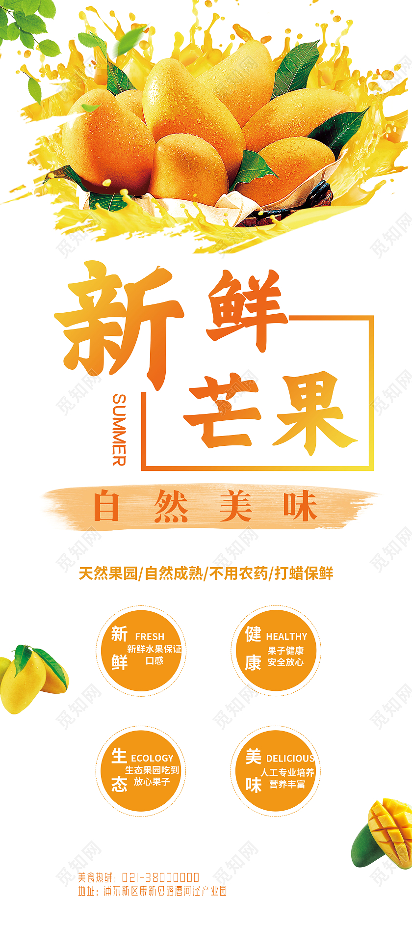 橙色新鲜芒果易拉宝芒果展架