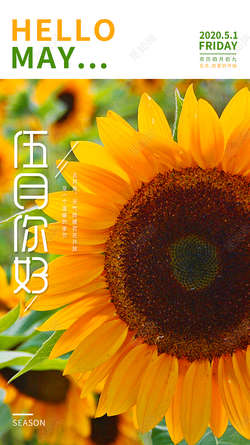 简约清新向日葵五月你好手机UI海报你好五月