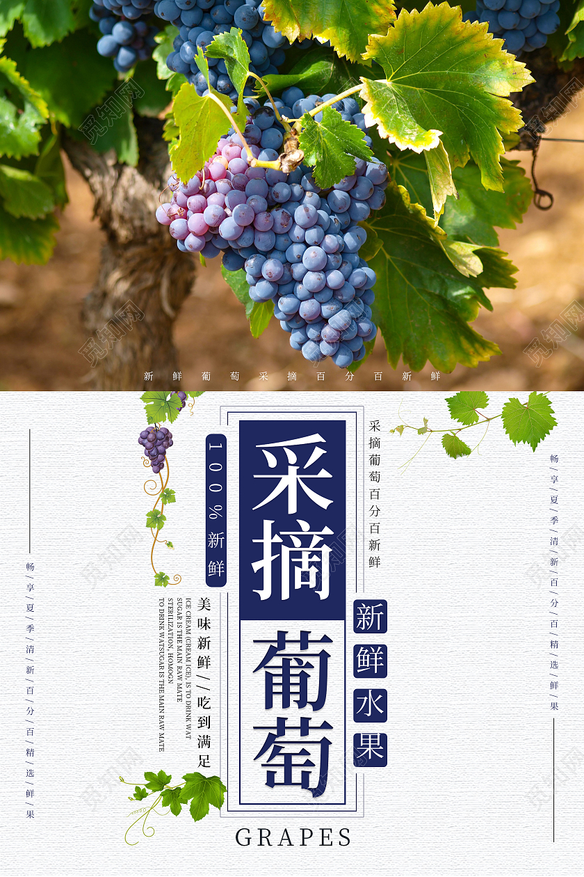 紫色简约清新采摘葡萄海报手机海报