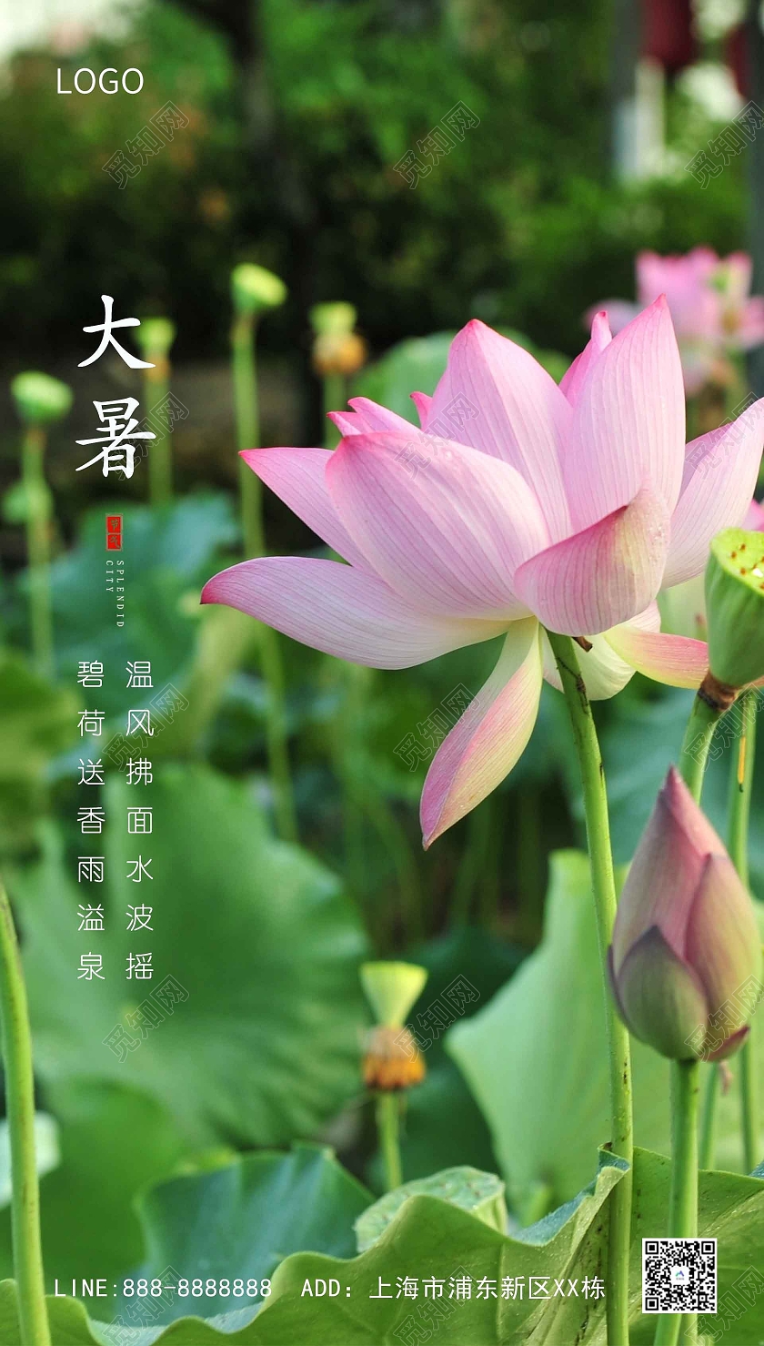 绿色大气荷花二十四节气24节气大暑ui手机海报海报