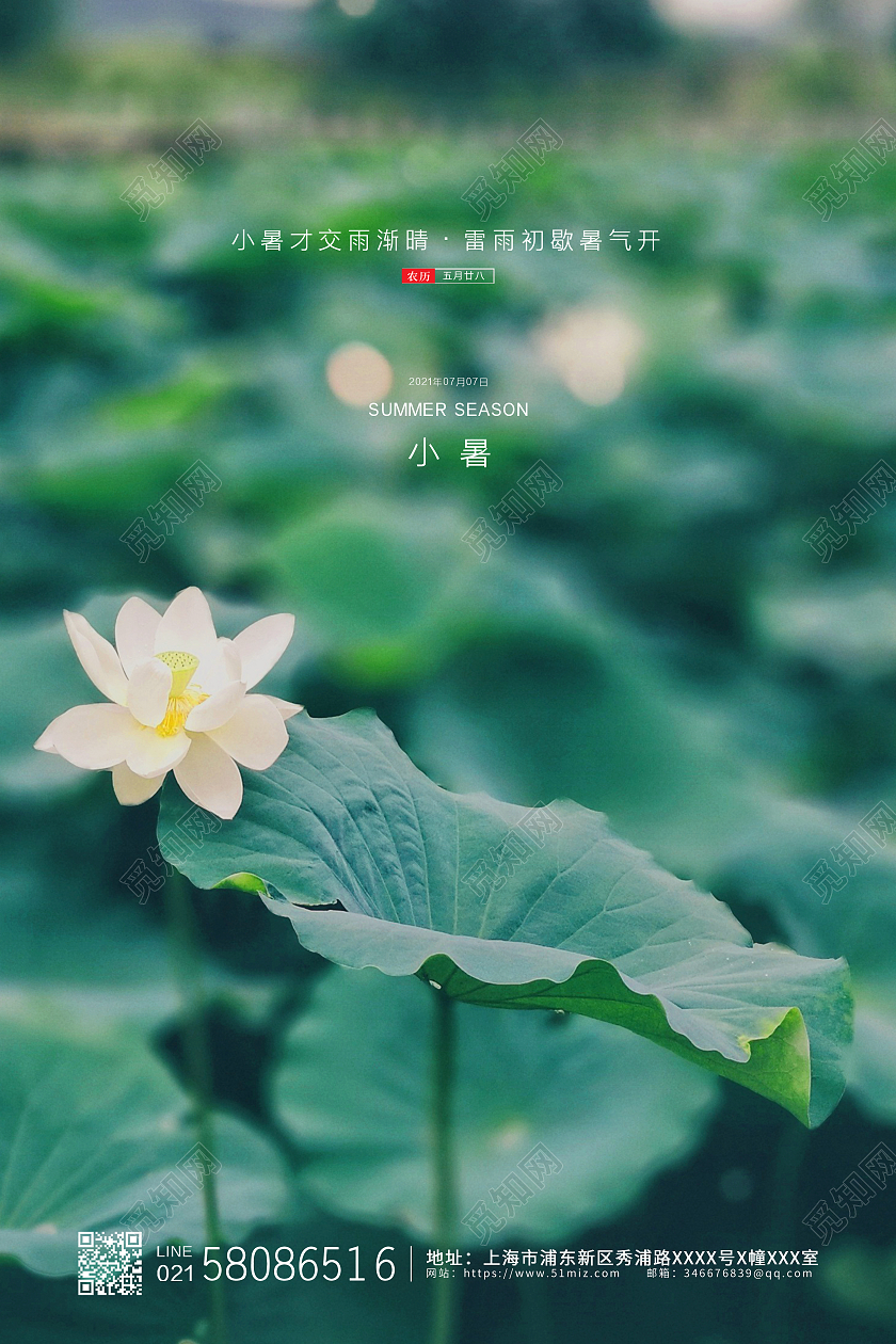 绿色简约荷花实拍二十四节气小暑节气宣传海报二十四节气24节日小暑