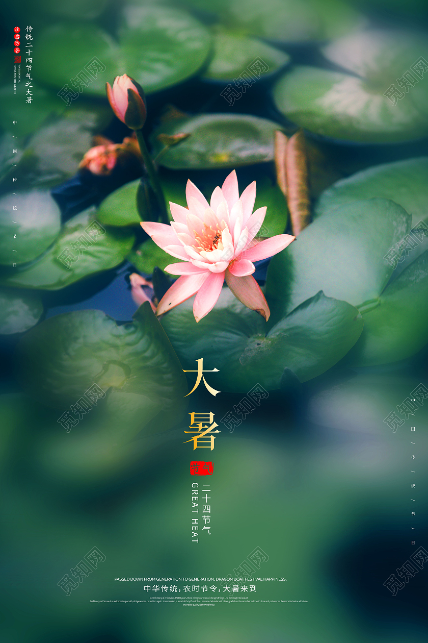 夏天荷花二十四节气大暑节气宣传海报二十四节气24节气大暑