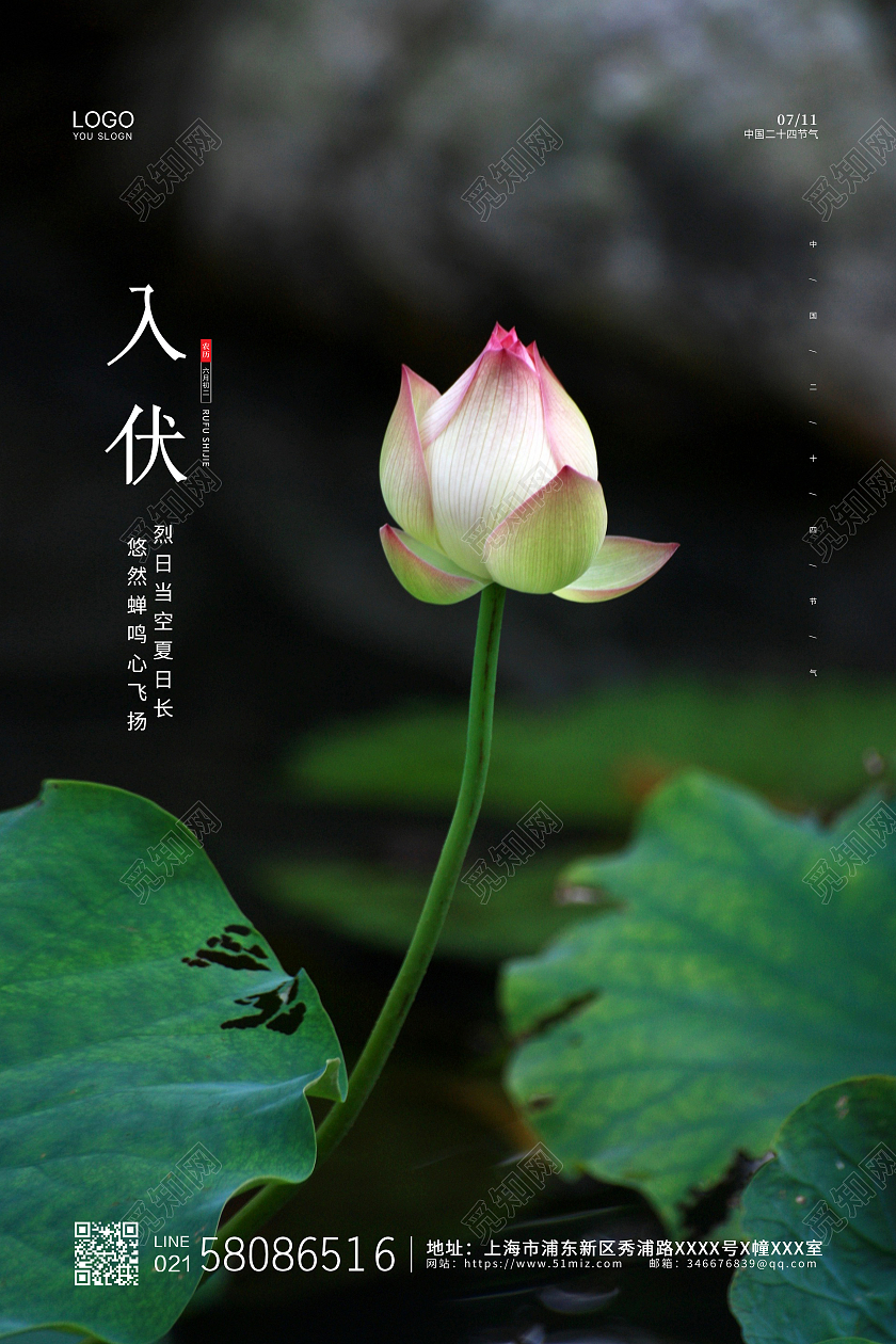 绿色简约大气荷花荷叶实拍二十四节气入伏节气海报设计三伏天入伏