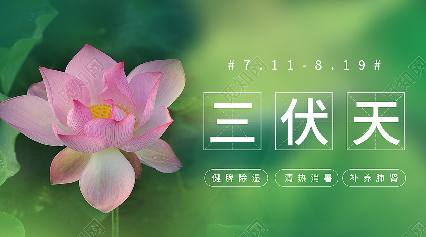 绿色荷花三伏天初伏养生入伏夏季手机微信公众号宣传