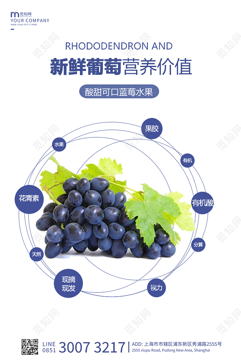 白色简约新鲜蓝葡萄海报葡萄水果海报