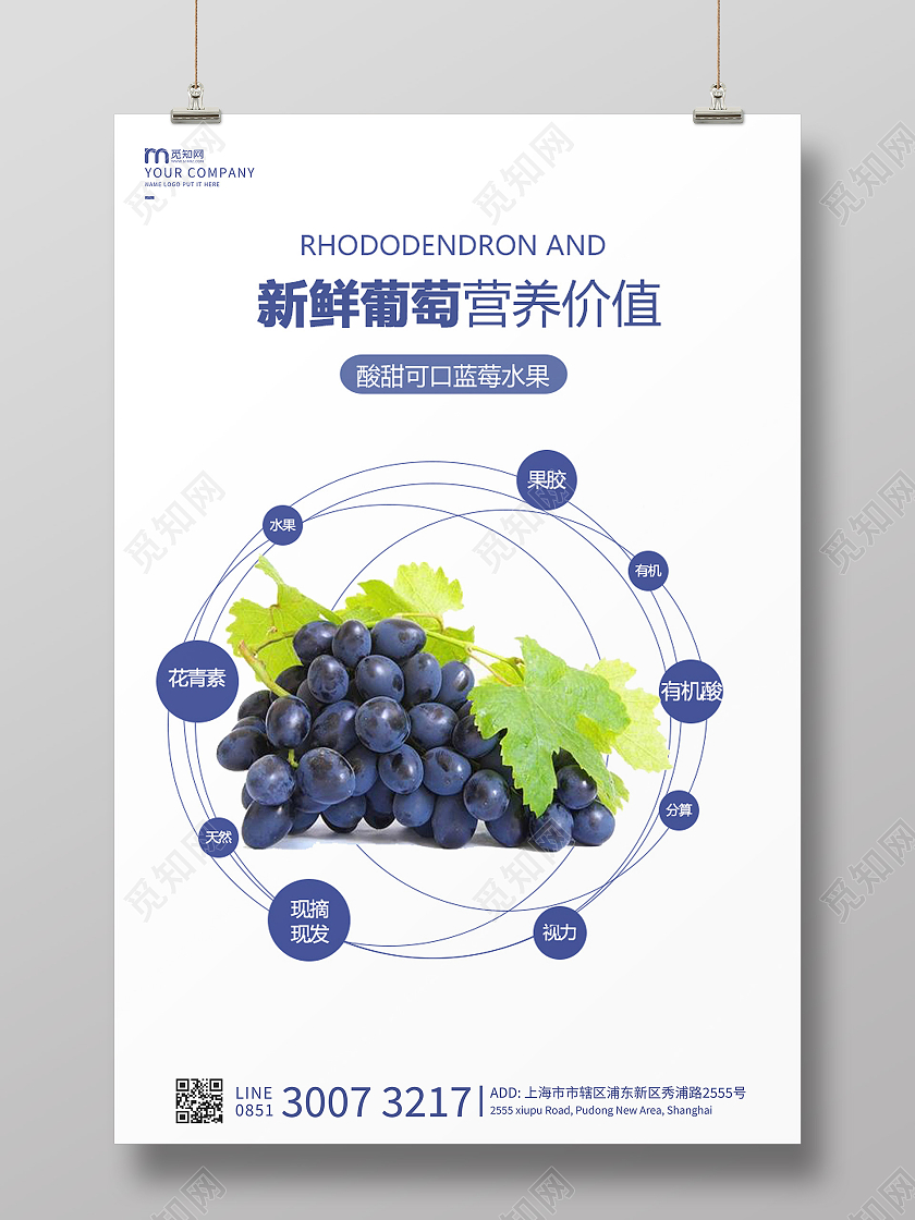 白色简约新鲜蓝葡萄海报葡萄水果海报