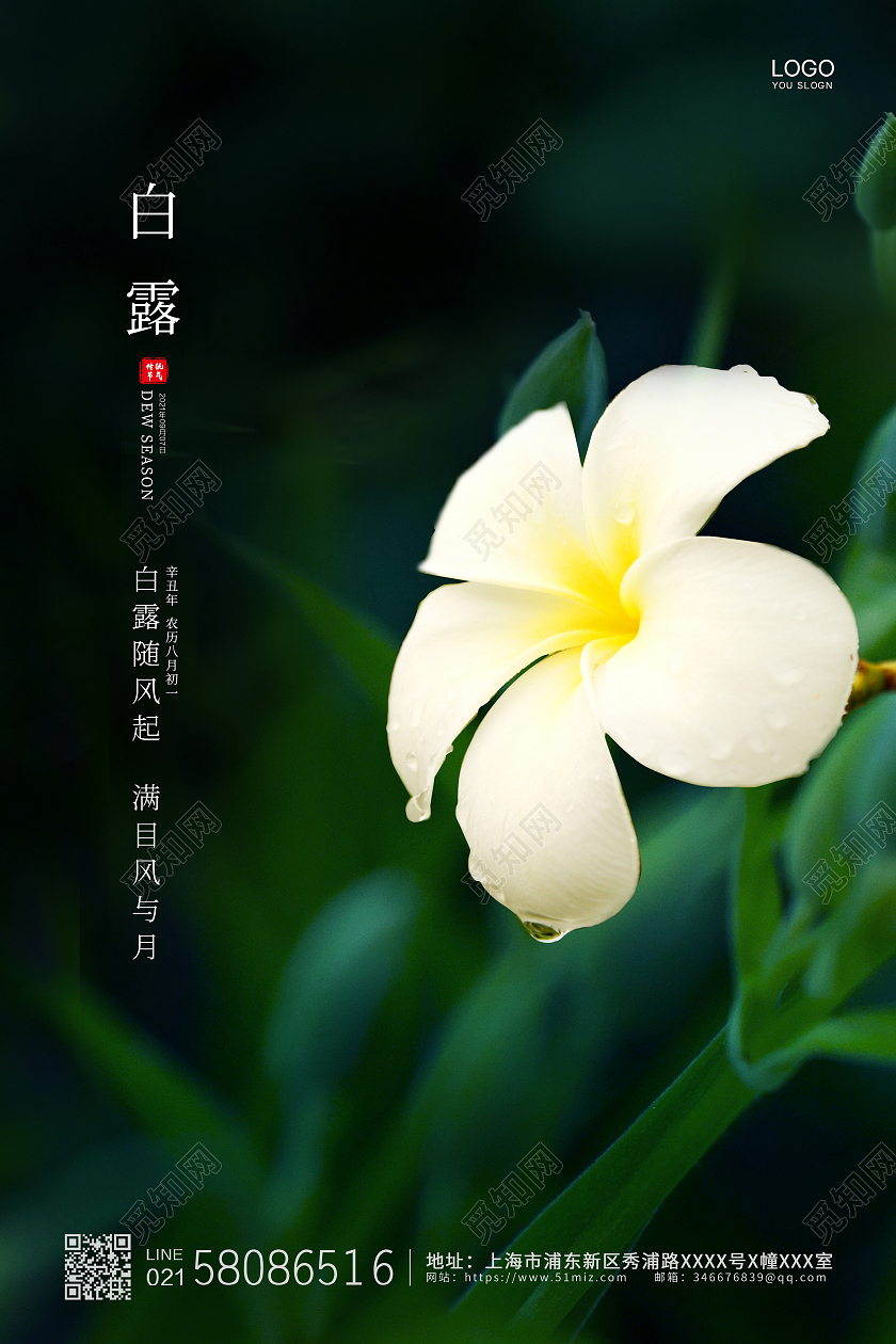绿色简约大气二十四节气露珠白露节气宣传海报二十四节气白露