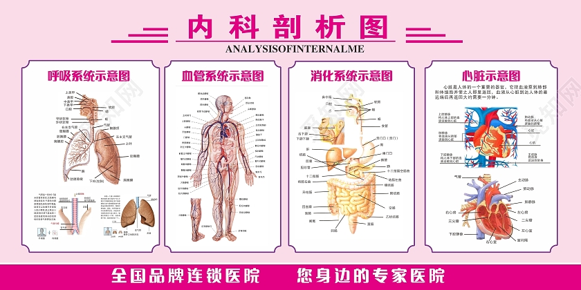 红色简约大气人体内科剖视图科普