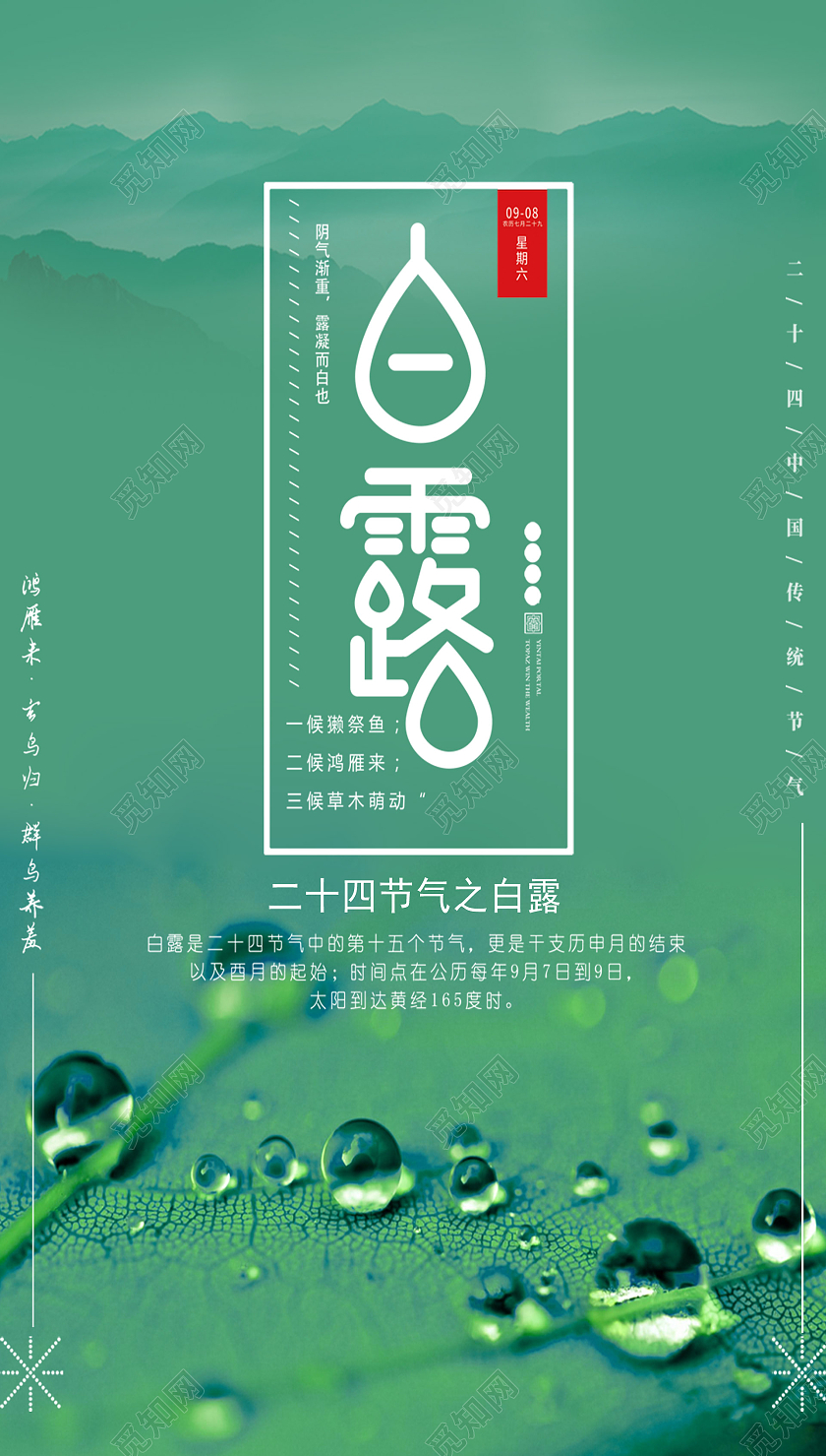 绿色简约大气白露二十四节气白露UI手机海报白露ui手机海报