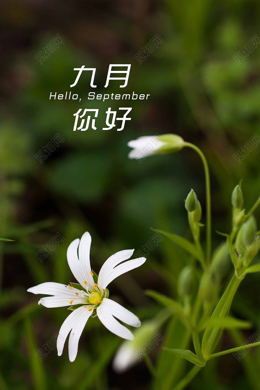 简约大气唯美绿色你好9月九月你好海报