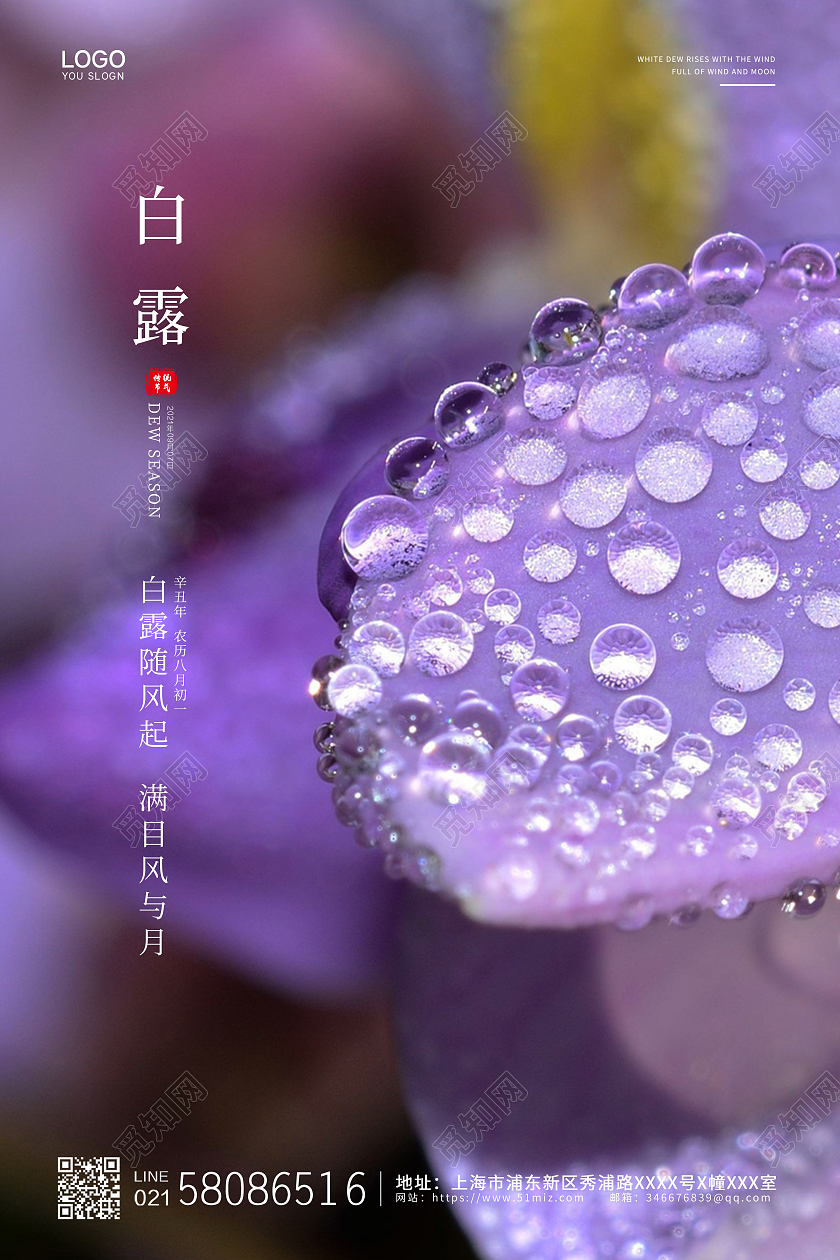 紫色简约大气实拍露水二十四节气白露节气宣传海报
