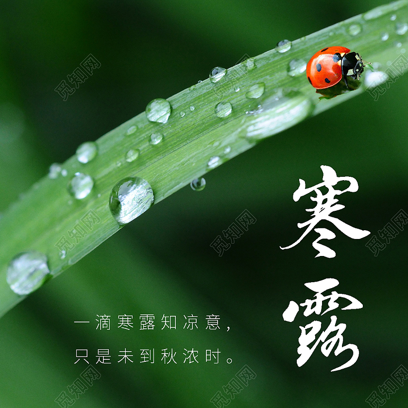 绿色小清新中国传统二十四节气寒露微信寒露次图