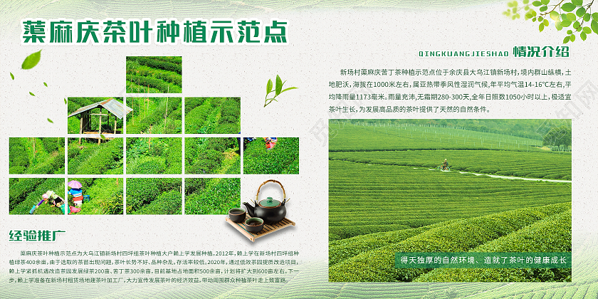 绿色简约清新大气蕖麻庆茶叶种植示范点农业种植展板设计
