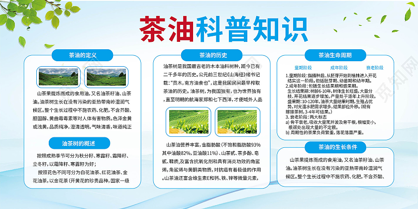 浅蓝色简洁创意茶油科普小知识展板设计山茶油展板