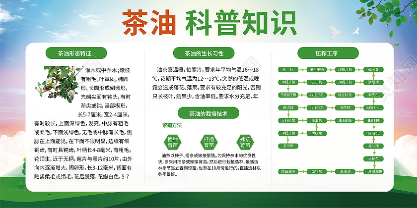 浅蓝色创意茶油科普知识宣传展板设计山茶油展板