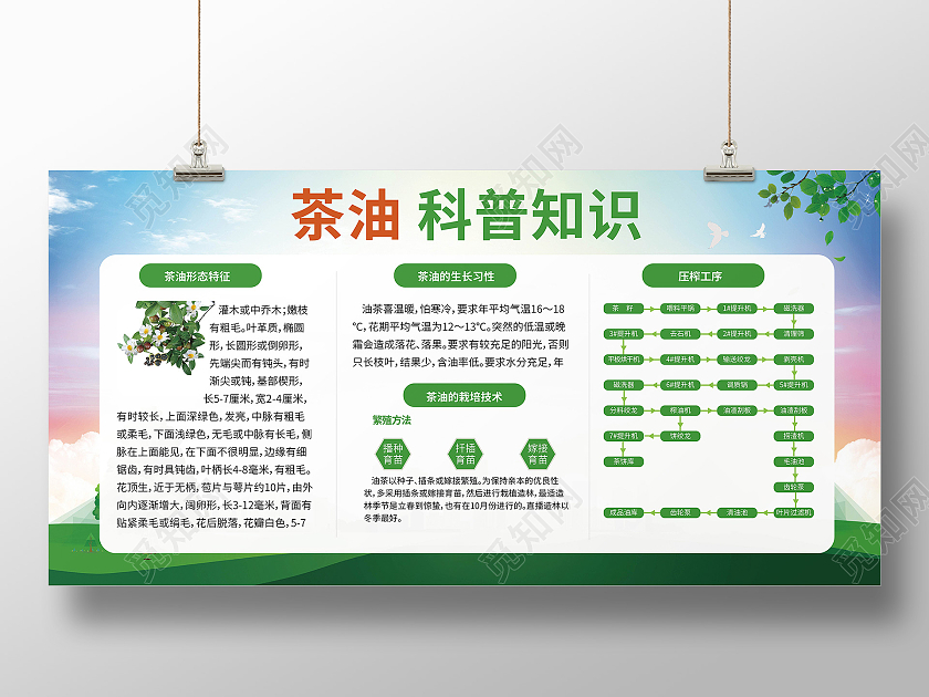 浅蓝色创意茶油科普知识宣传展板设计山茶油展板