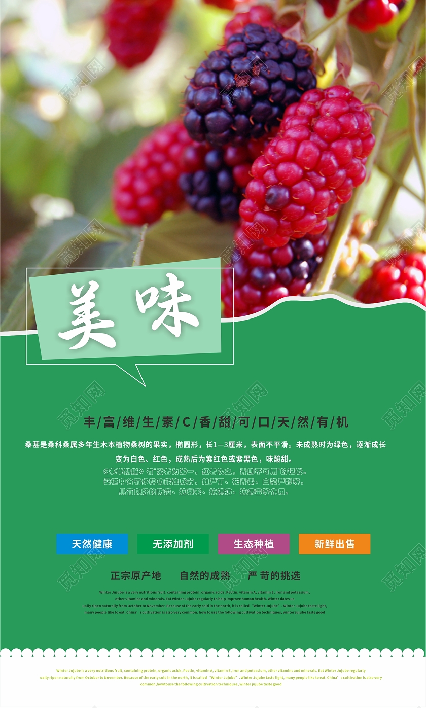 彩色健康桑葚套图营养多汁可口