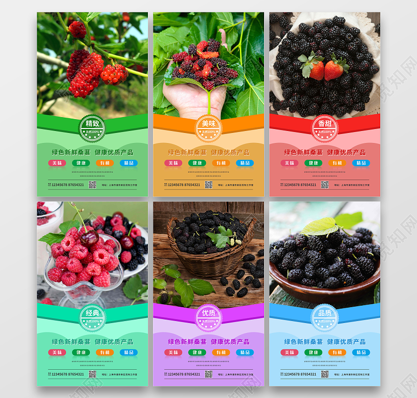 彩色简约有机桑葚海报套图