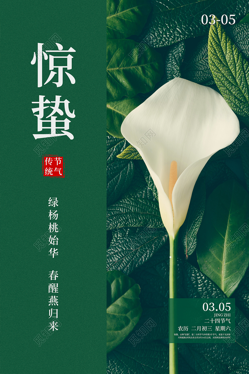 绿色简约清新大气绿色的叶子和白色马蹄莲二十四节气惊蛰海报