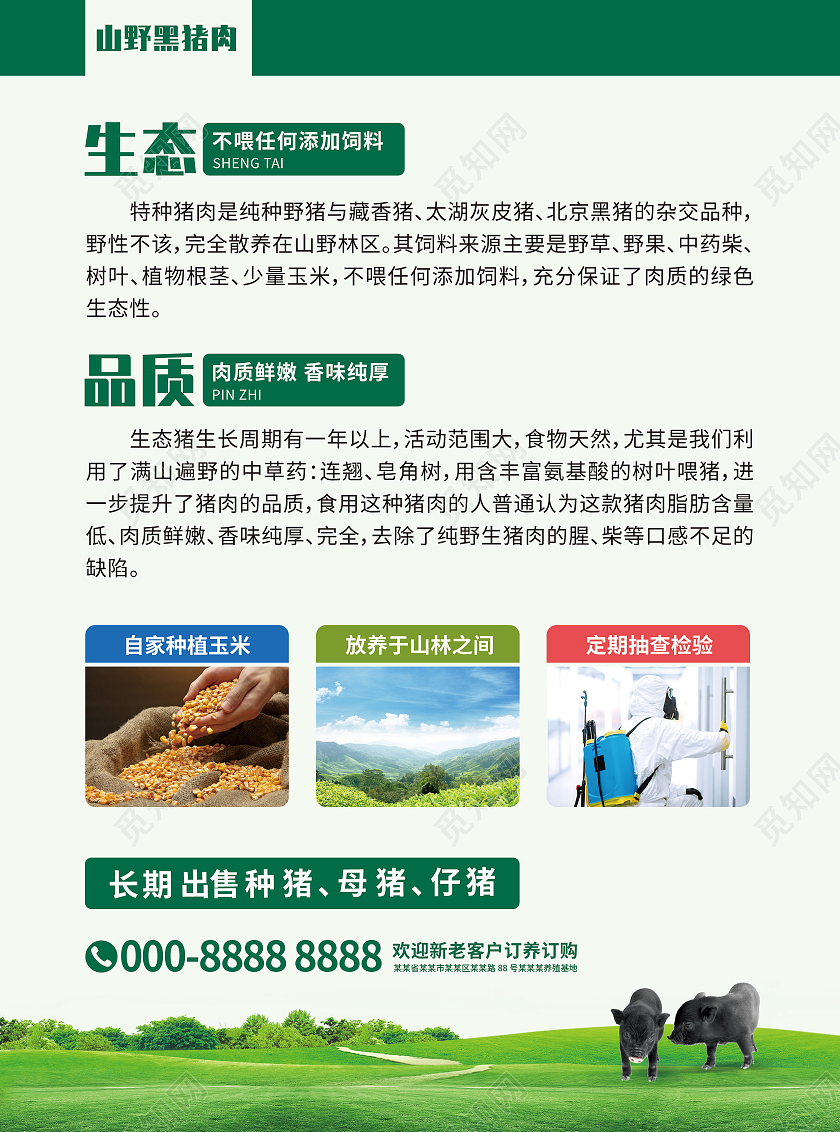 绿色大气猪肉山野黑猪肉黑猪宣传单