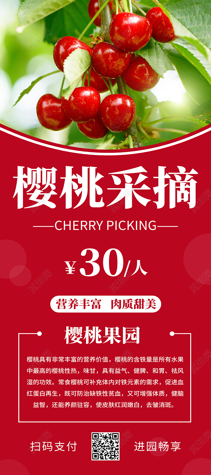 红色简约樱桃采摘水果美食展架易拉宝樱桃采摘易拉宝