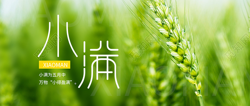 绿色简约小满二十四节气小满海报节日公众号封面