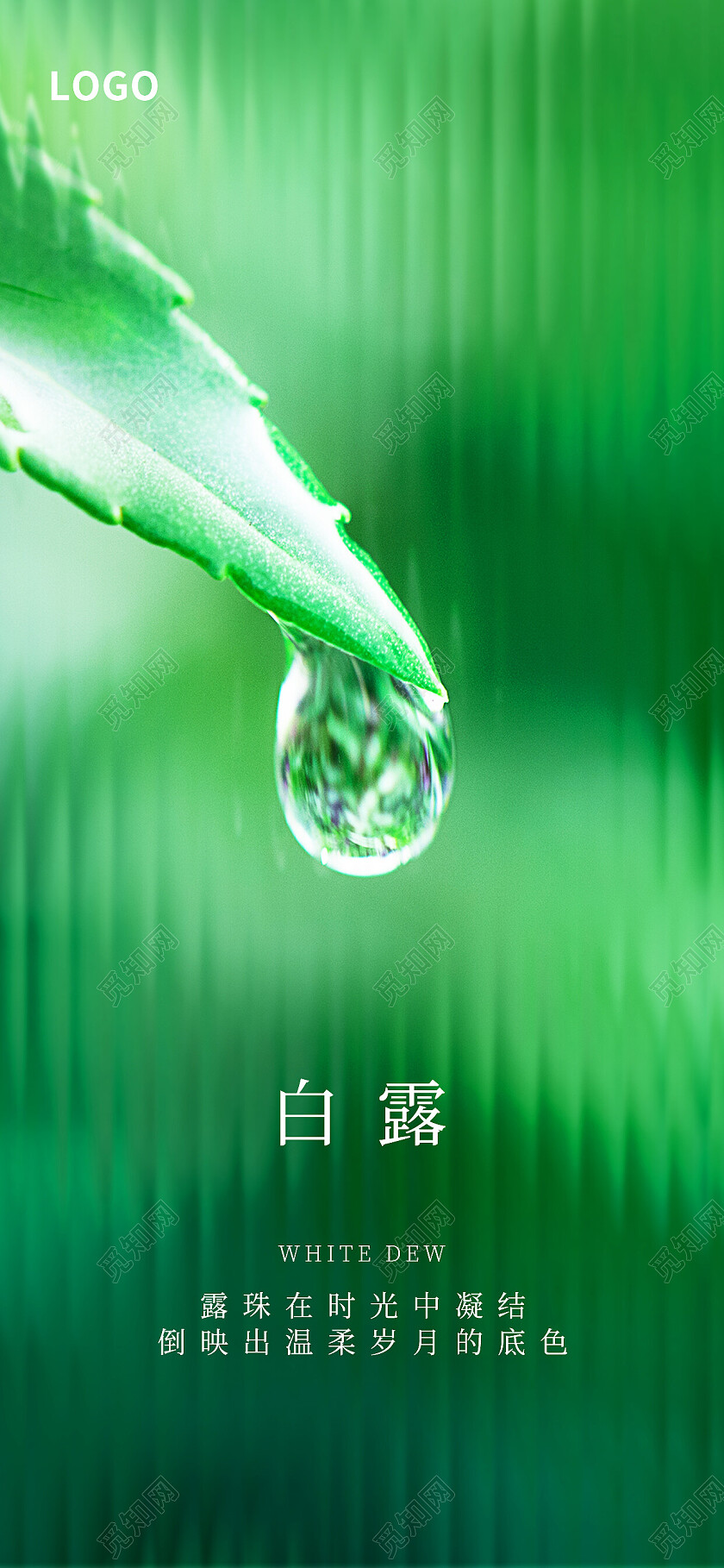 绿色简约白露二十四节气传统节气白露海报节日