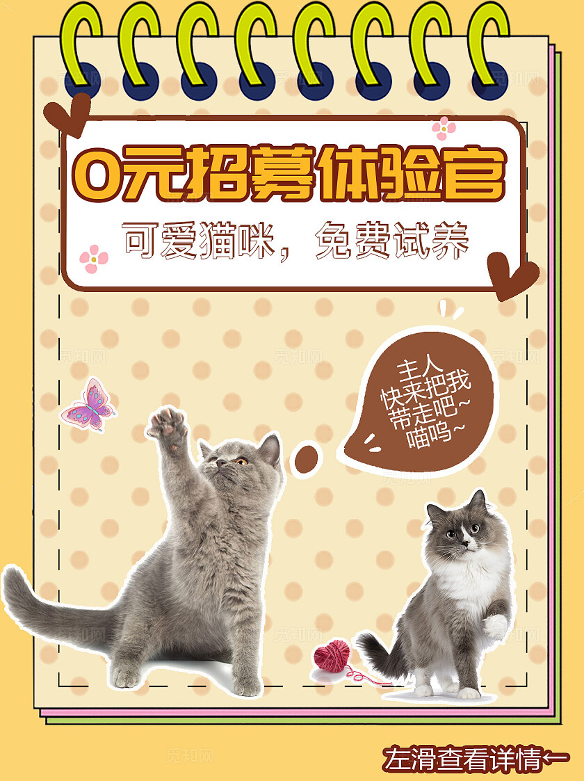 橙色扁平圆点猫咪铲屎官体验官领养招募福利活动宣传小红书封面