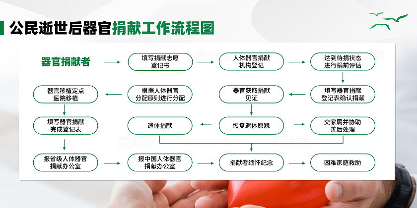 绿色人体器官捐献和移植流程展板宣传栏科普海报人体器官捐献和移植条例