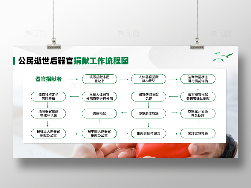 绿色人体器官捐献和移植流程展板宣传栏科普海报人体器官捐献和移植条例
