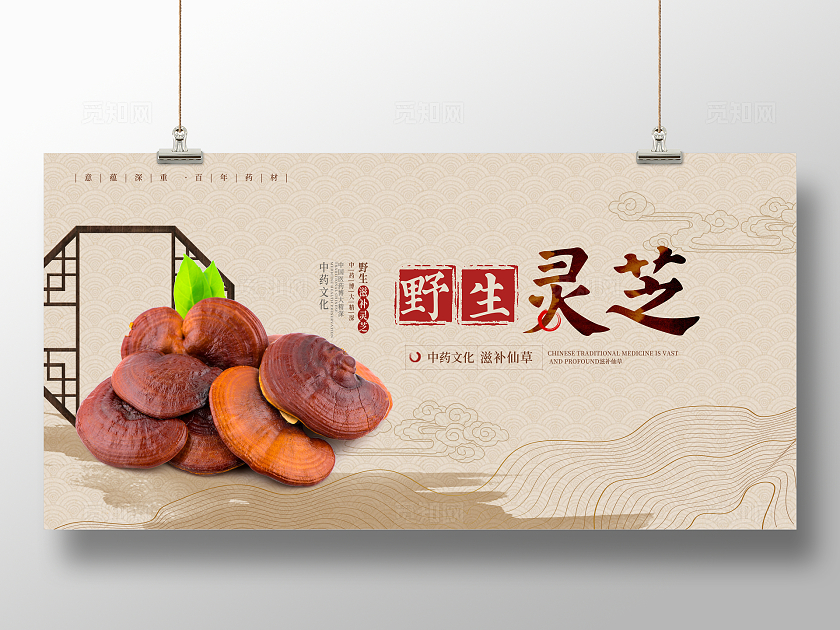 传统中国风中药灵芝宣传展板设计