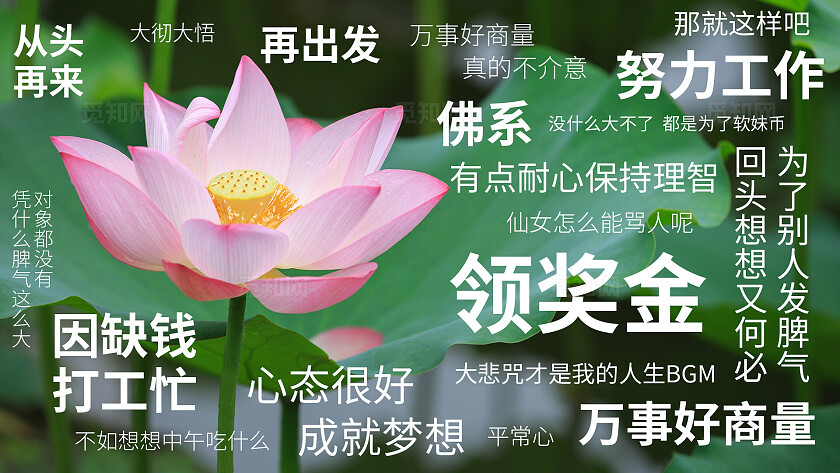 佛系莲花实拍风打工人专用电脑绿色桌面壁纸电脑壁纸