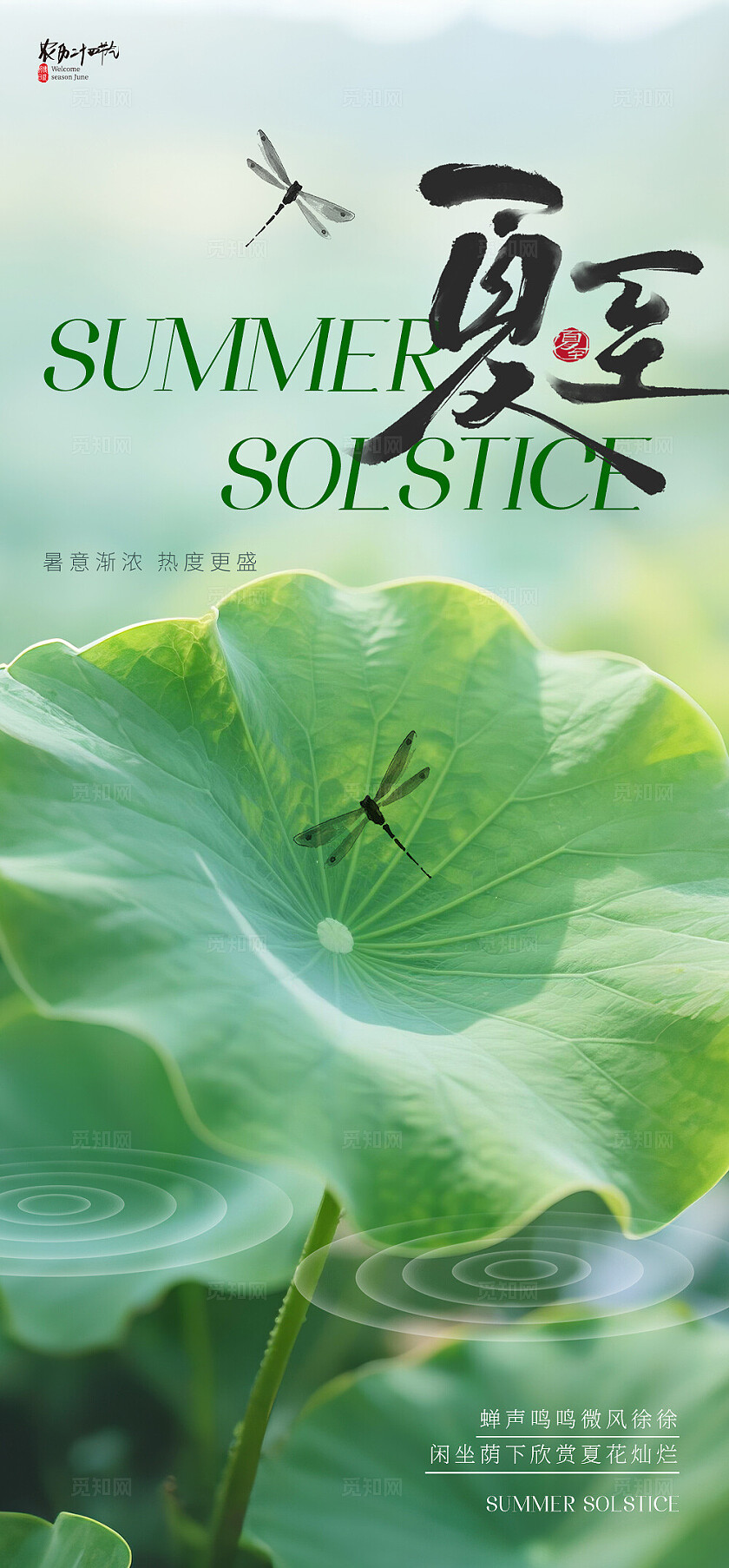 夏至节气海报