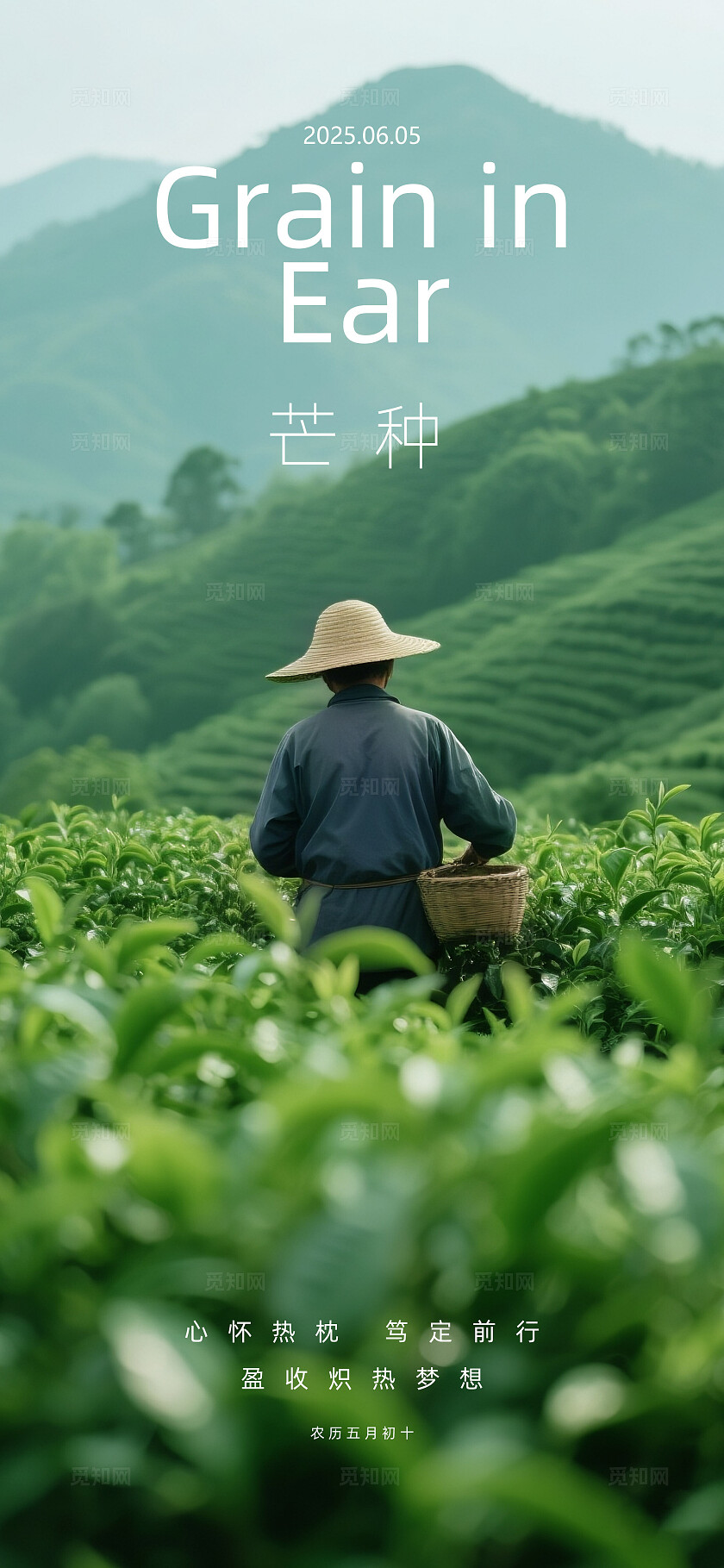 二十四节气芒种摄影写实海报