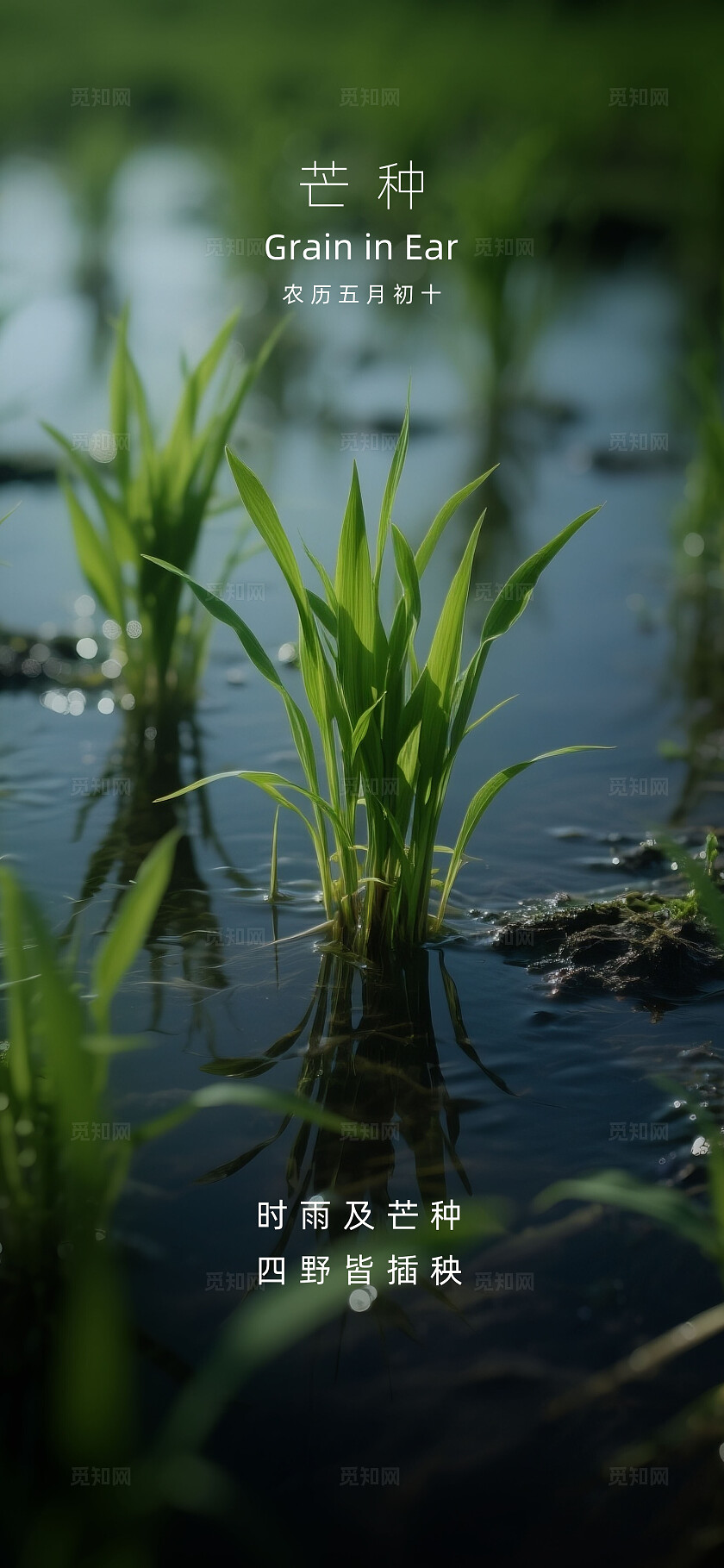 二十四节气芒种摄影写实海报