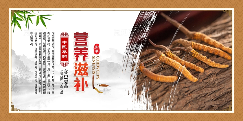 金色大气中药文化冬虫夏草宣传套图