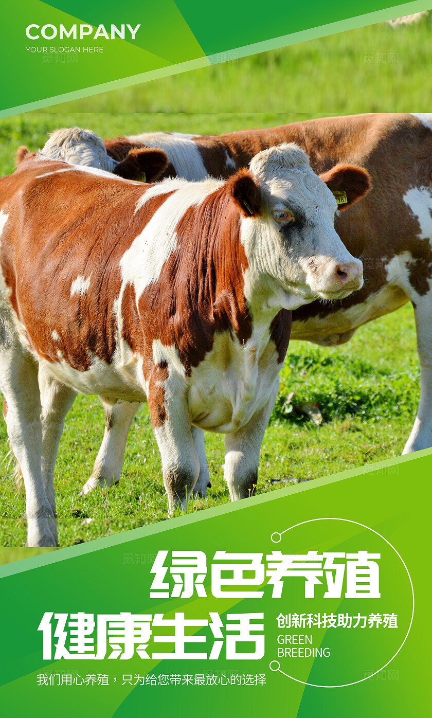 绿色简约生态养殖绿色养殖健康品质海报套图背景