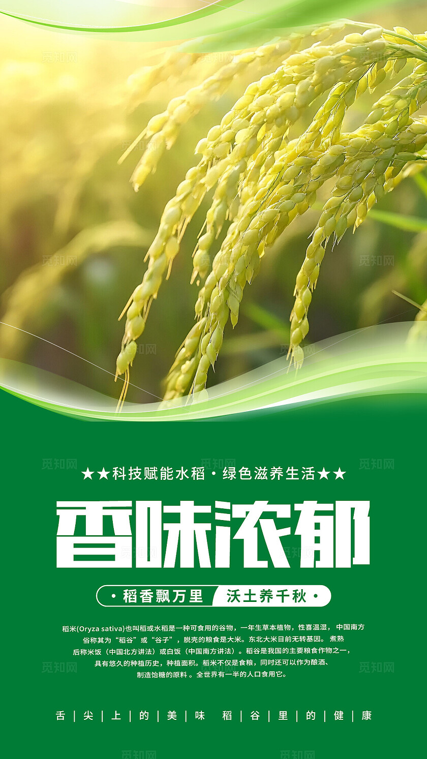 绿色清新水稻海报套图