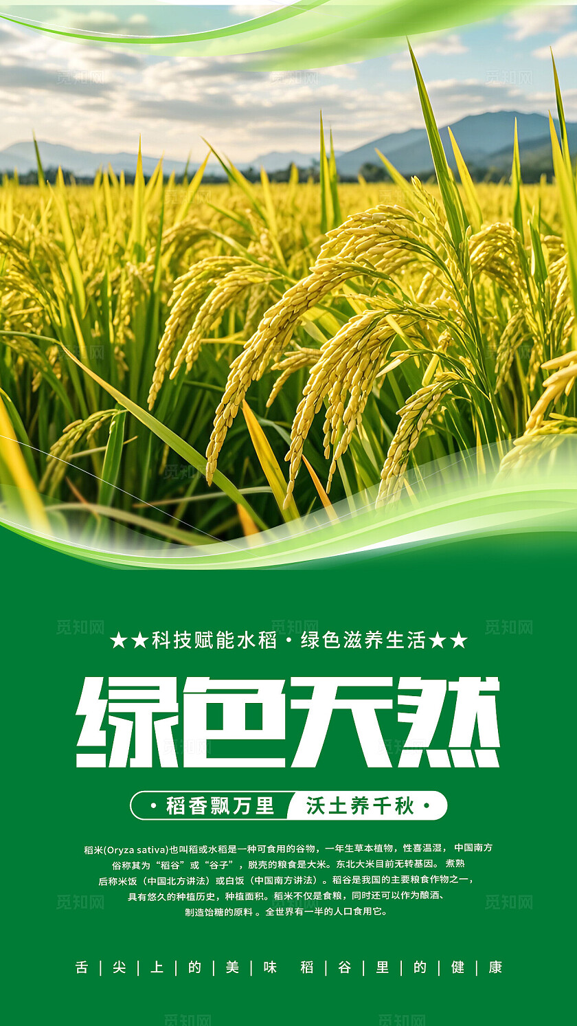 绿色清新水稻海报套图