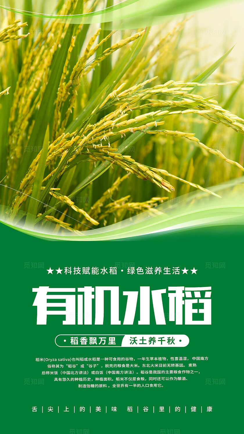 绿色清新水稻海报套图
