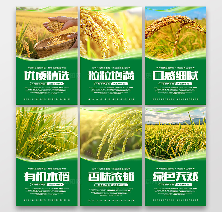 绿色清新水稻海报套图
