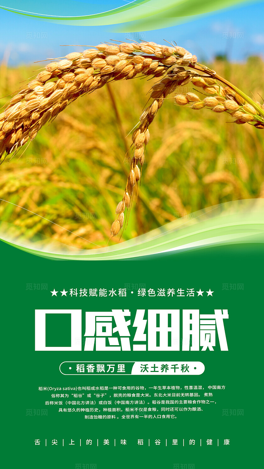 绿色清新水稻海报套图