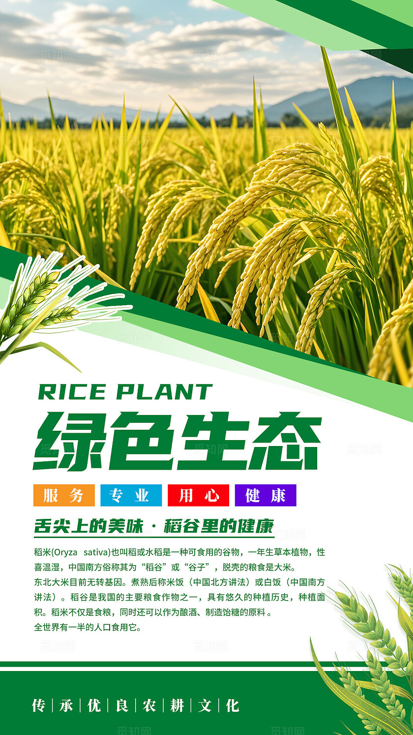 绿色清新水稻文化海报套图