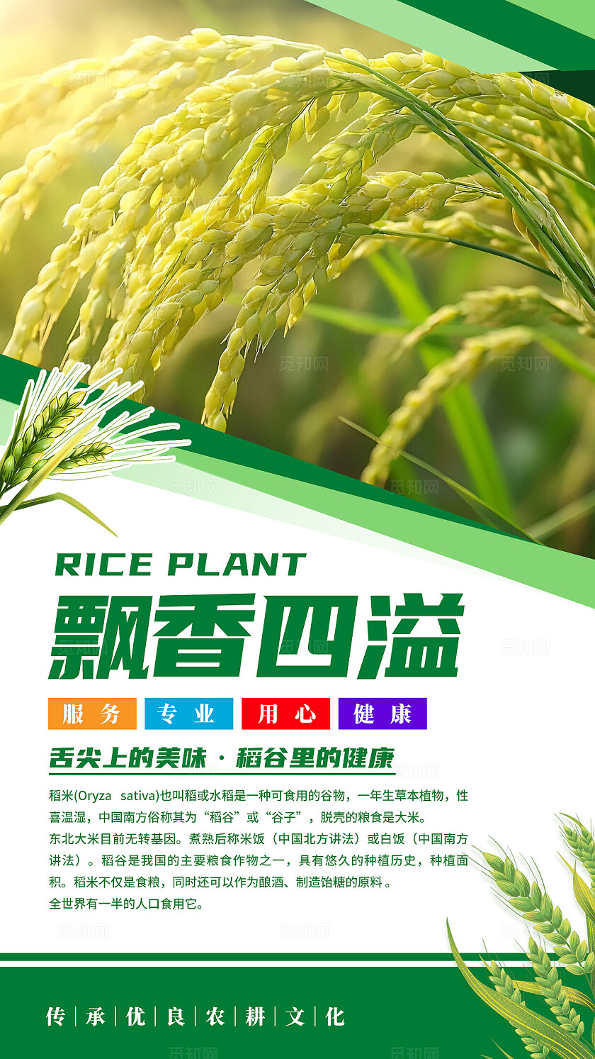 绿色清新水稻文化海报套图
