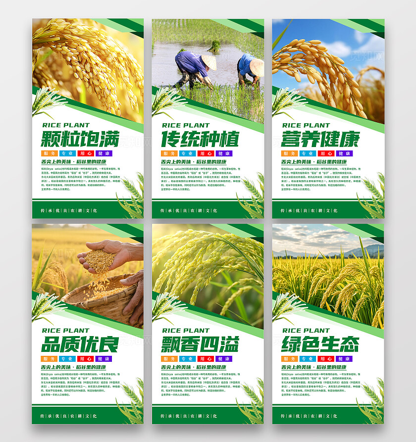 绿色清新水稻文化海报套图