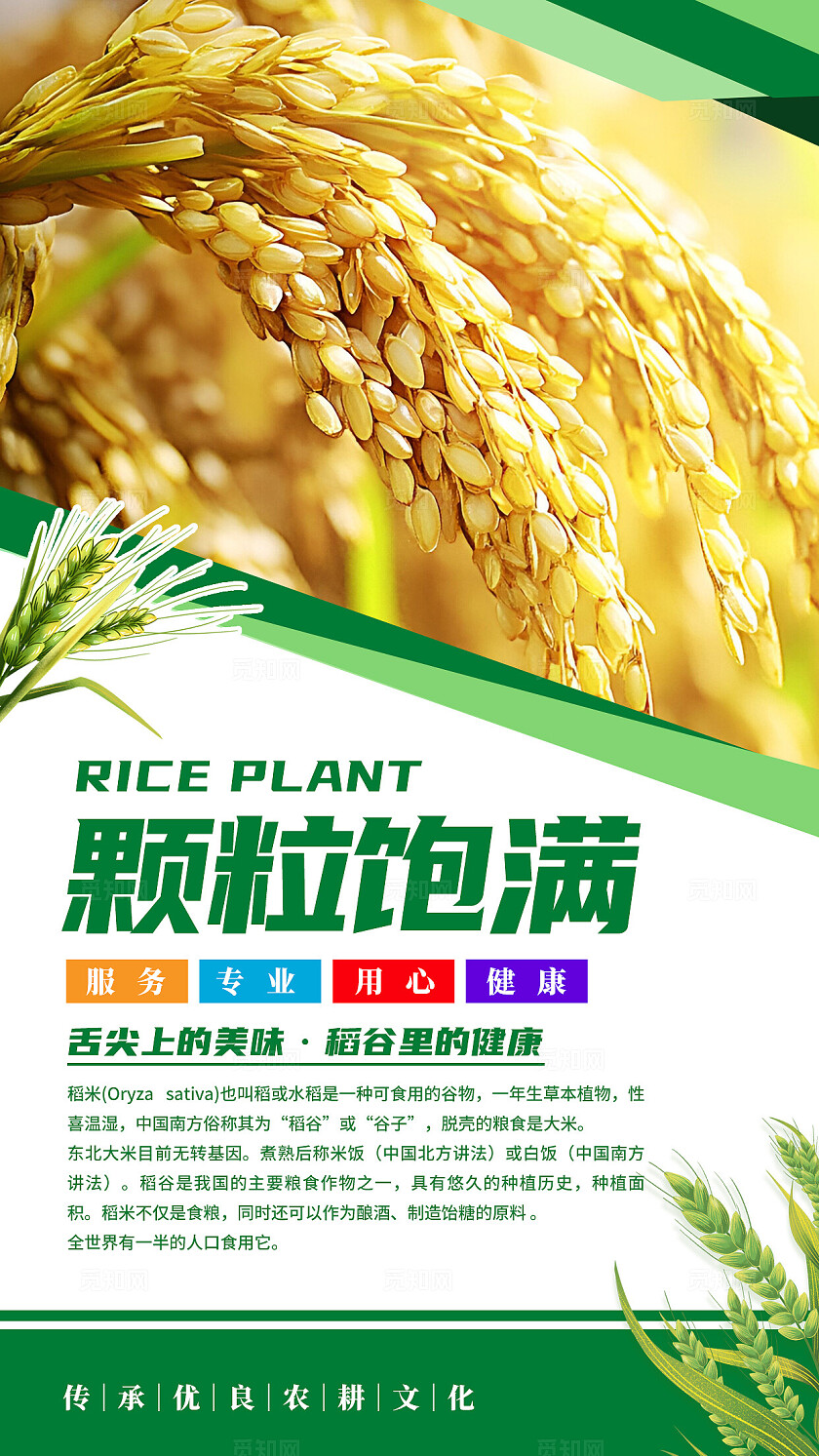 绿色清新水稻文化海报套图