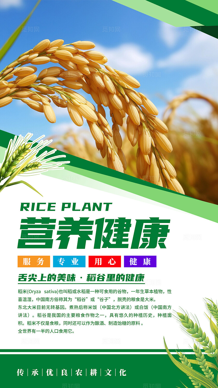 绿色清新水稻文化海报套图