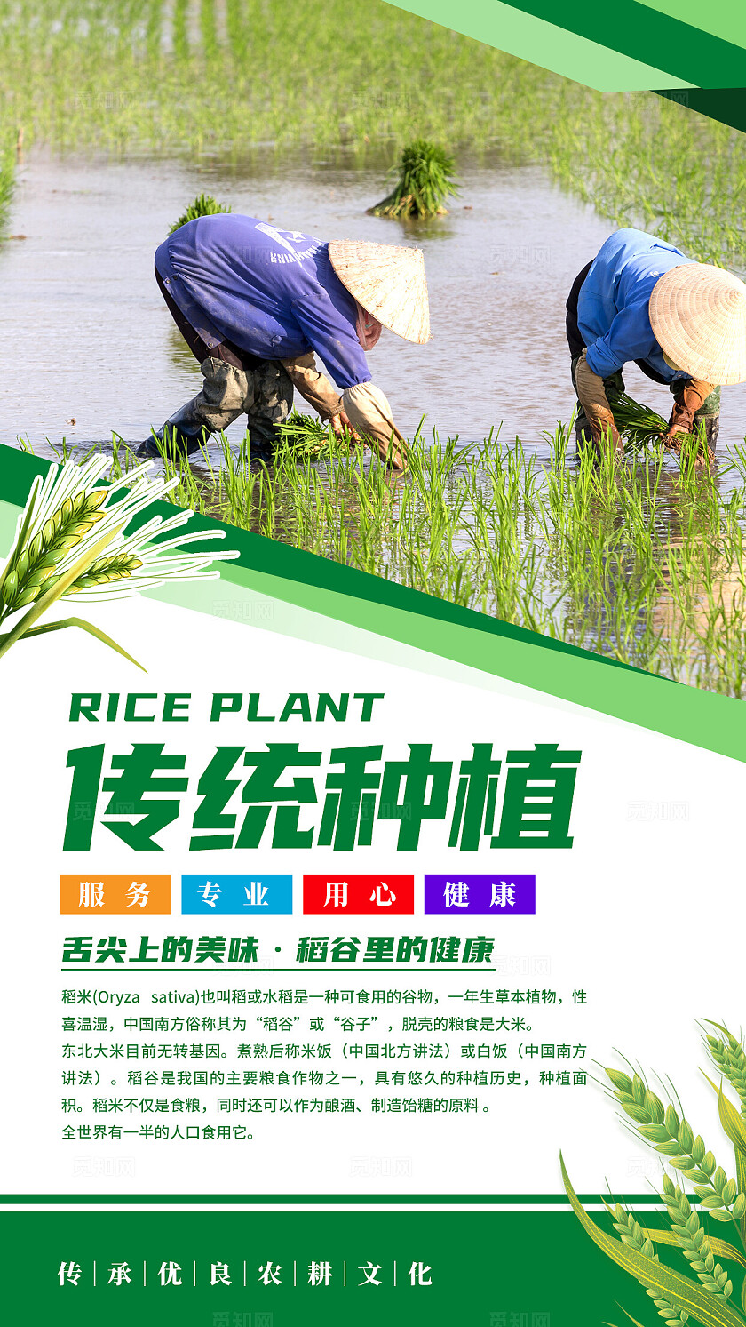 绿色清新水稻文化海报套图
