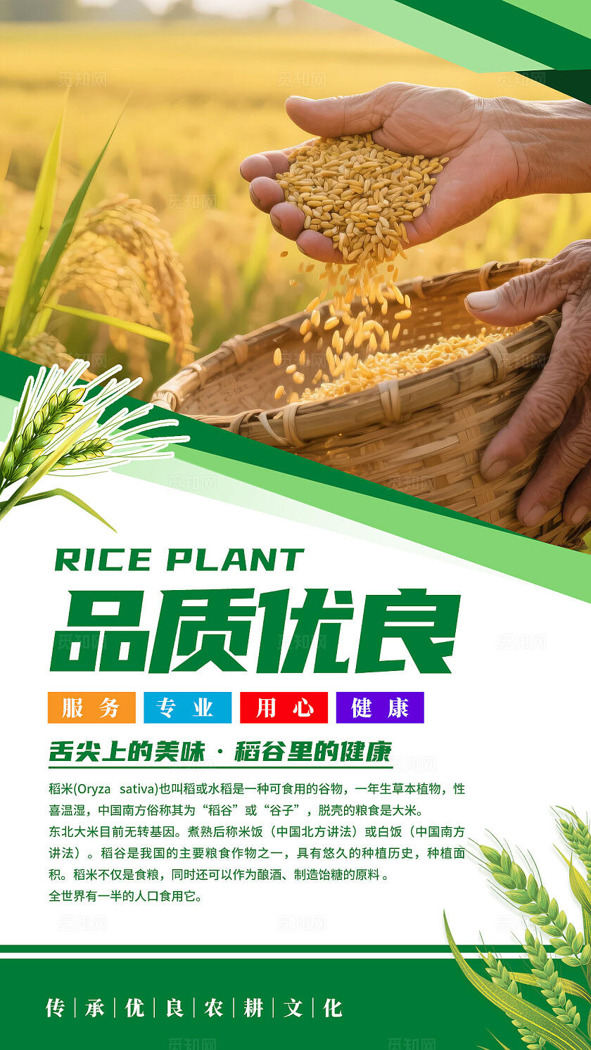 绿色清新水稻文化海报套图